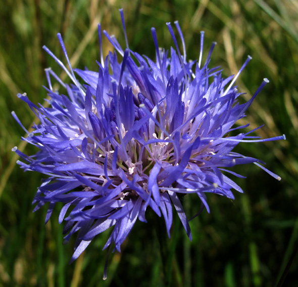 Jasione